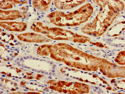 PCK1 Antibody