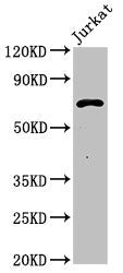 Pcsk2 Antibody
