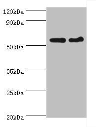 CDK16 Antibody