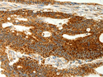 COX7B Antibody