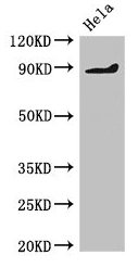 PDE2A Antibody
