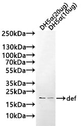 def Antibody