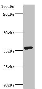 PDLIM1 Antibody