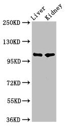 PEAR1 Antibody