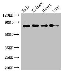 PECAM1 Antibody