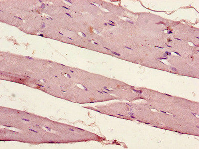 PER1 Antibody