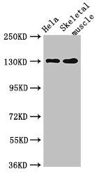 PER3 Antibody