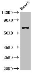 PES1 Antibody