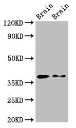 PEX10 Antibody
