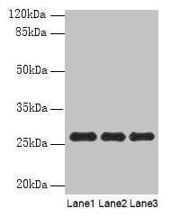 PEX11B Antibody