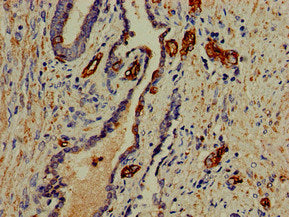 PFAS Antibody