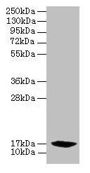 PFDN2 Antibody
