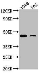 GPM1 Antibody