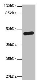 PGK2 Antibody