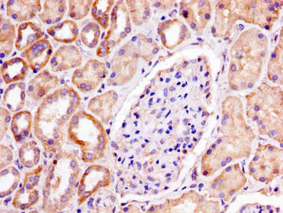 PHB Antibody