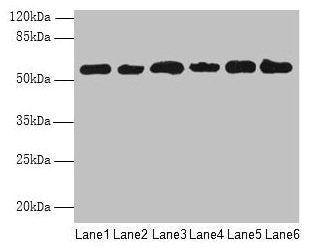PHF10 Antibody