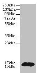 PHPT1 Antibody