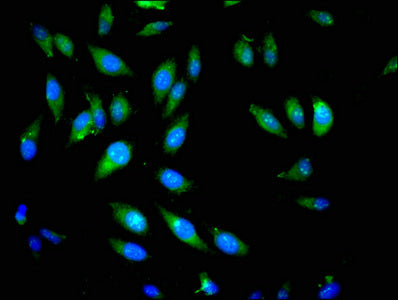 PIK3CB Antibody