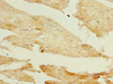 PIK3R1 Antibody