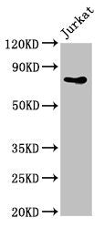 PIK3R2 Antibody