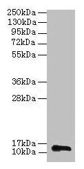RPL36AL Antibody