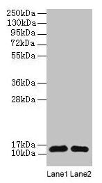 RPL36AL Antibody