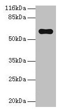 Pklr Antibody