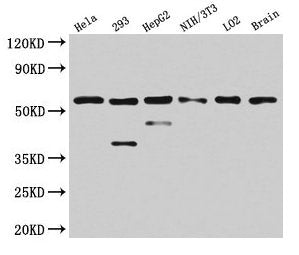 PKM Antibody