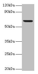 Plbd2 Antibody
