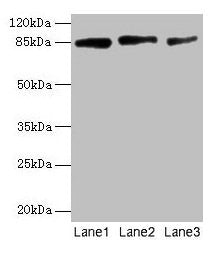 PLOD2 Antibody