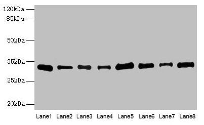 PLP1 Antibody
