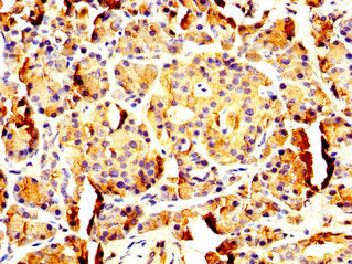 PNLIP Antibody