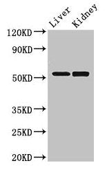 PNLIPRP3 Antibody