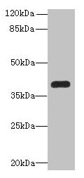 PNMA1 Antibody