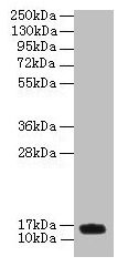 PNRC2 Antibody