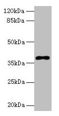 POLB Antibody