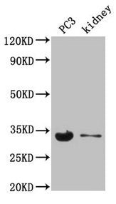 POLR2C Antibody