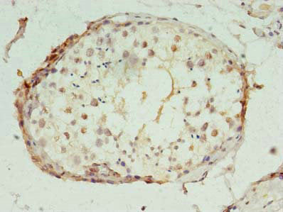 POLR2I Antibody