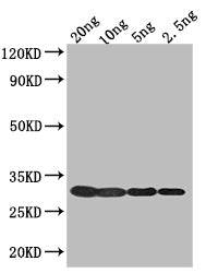 1 Antibody