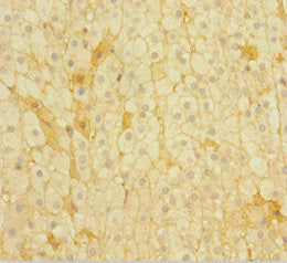 POMC Antibody