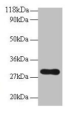 POMC Antibody