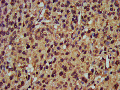 POMP Antibody