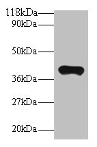 PON1 Antibody