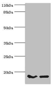 POP7 Antibody