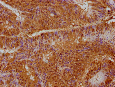 PPARG Antibody
