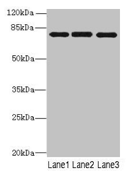 PPEF1 Antibody