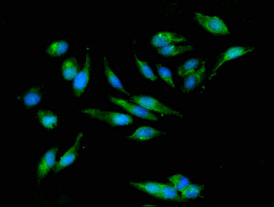 PPIC Antibody