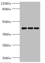 PPID Antibody