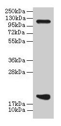 PPIH Antibody