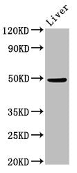 PPM1F Antibody